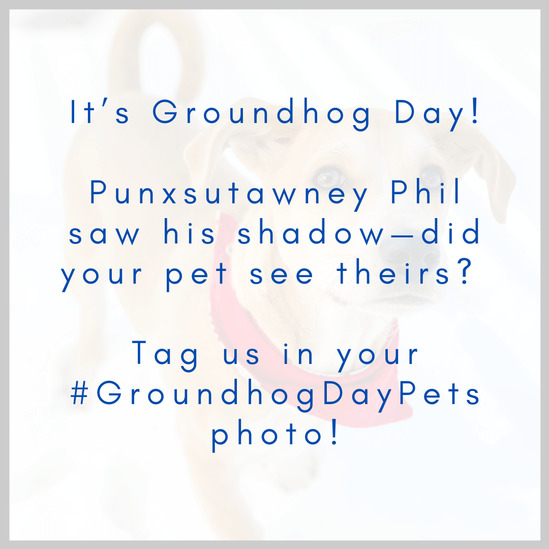 Example of a Groundhog Day social media post.