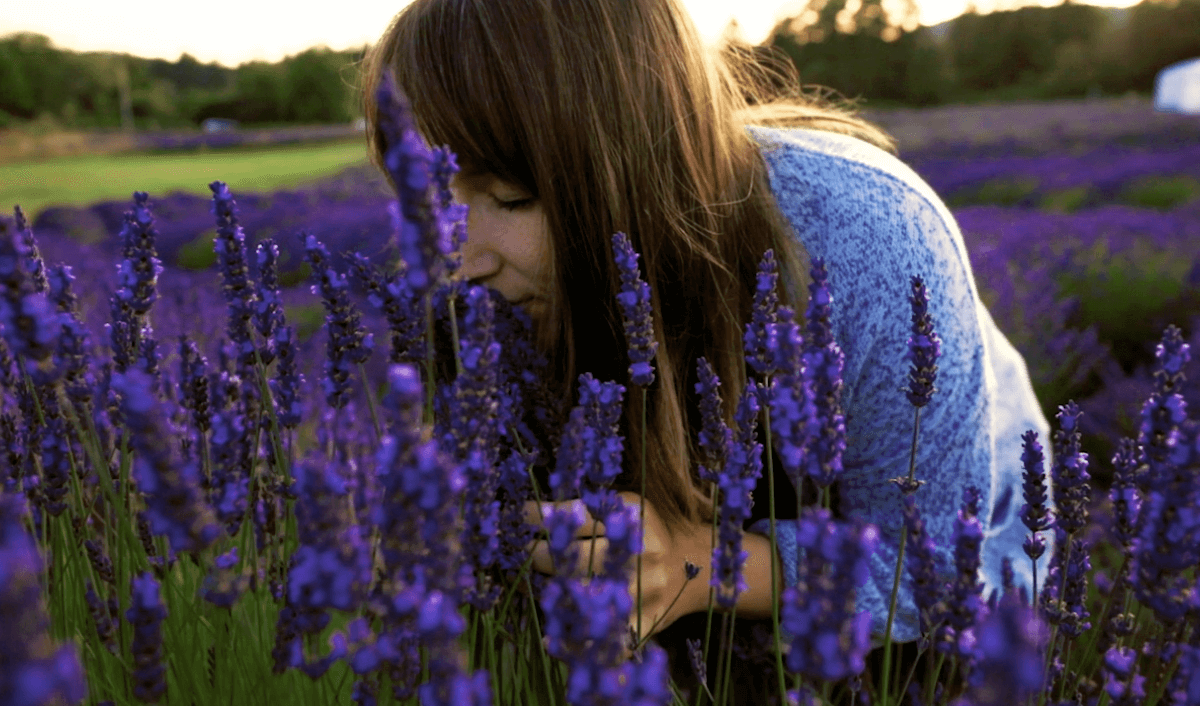 The Pelindaba Lavender Farm.